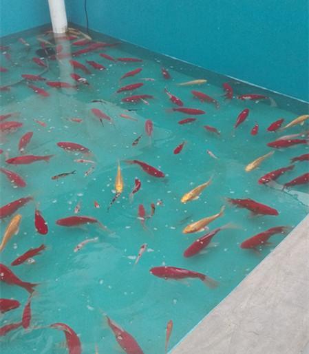 食品级鱼池防水漆天蓝色养鱼池防水漆厂家